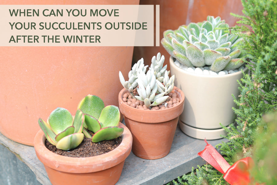 When can you move your succulents outside after the winter