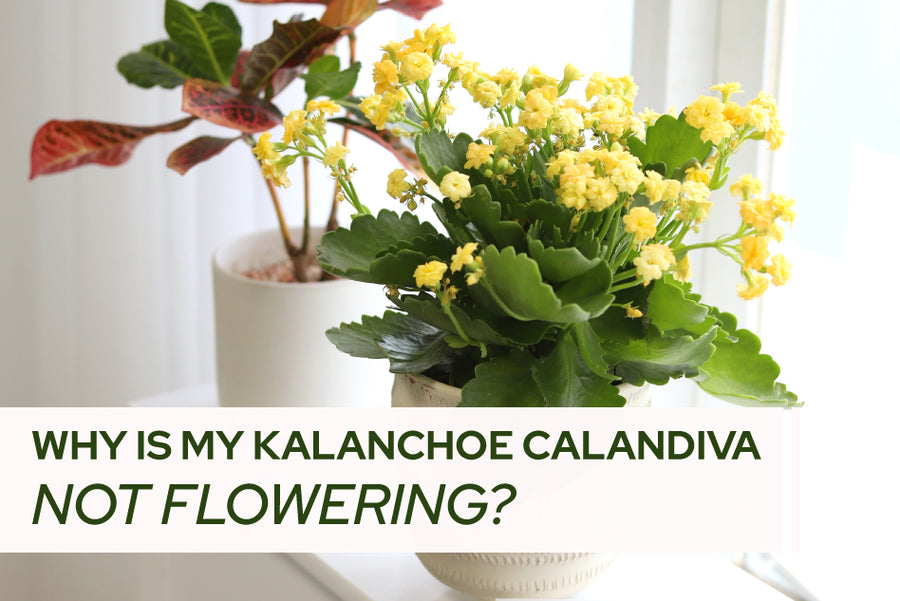 Why Isn’t My Kalanchoe Blossfeldiana Calandiva Flowering?