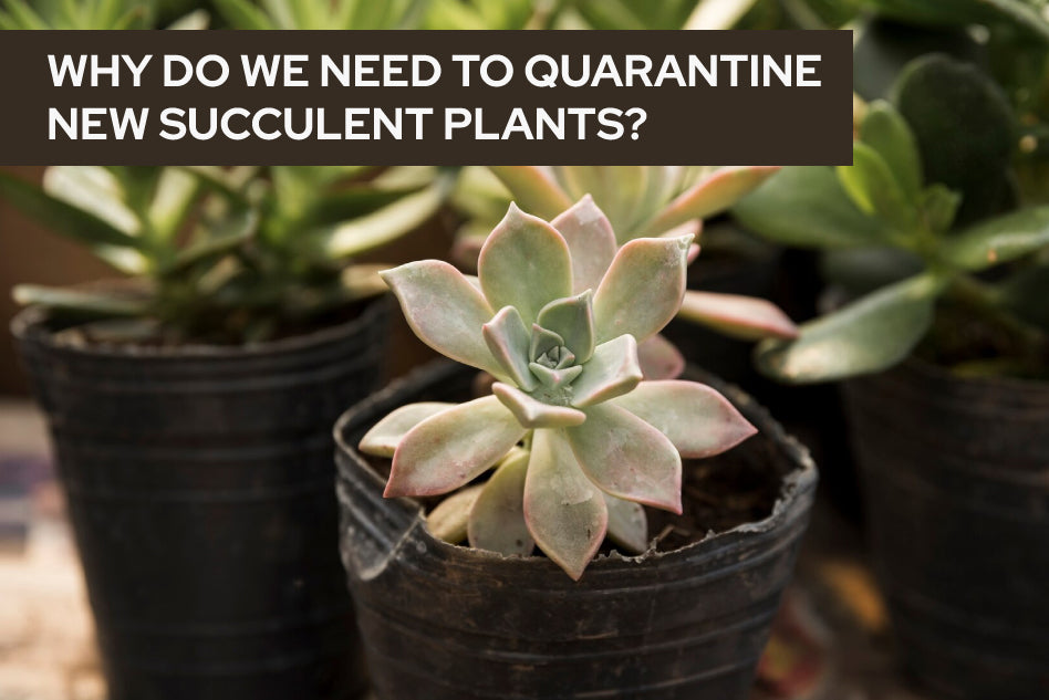 Why do we need to quarantine new succulent plants?