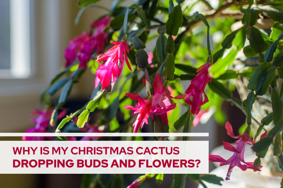 Why is My Christmas Cactus Dropping Buds and Flowers?