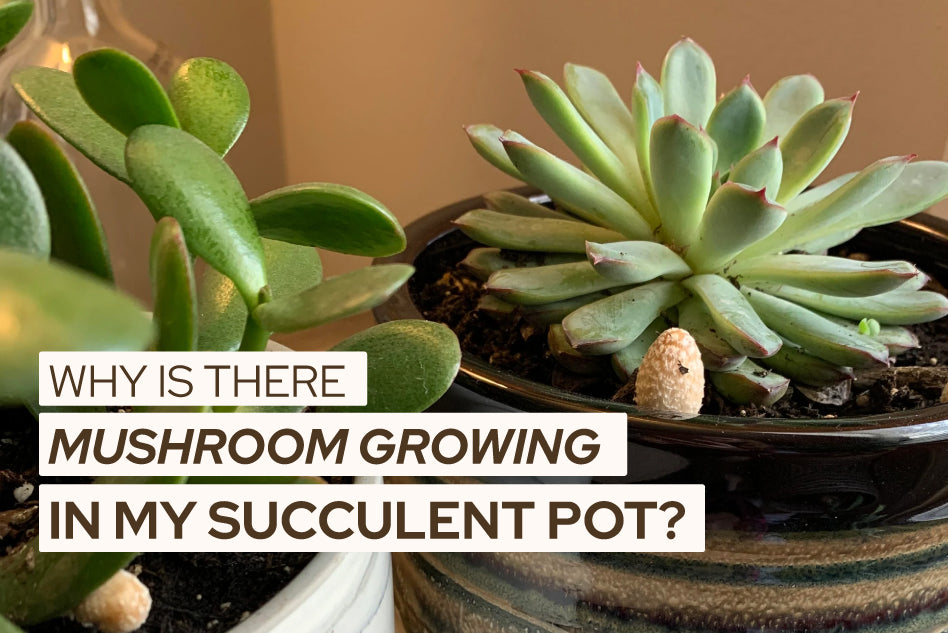 Why is There a Mushroom Growing in My Succulent Pot?