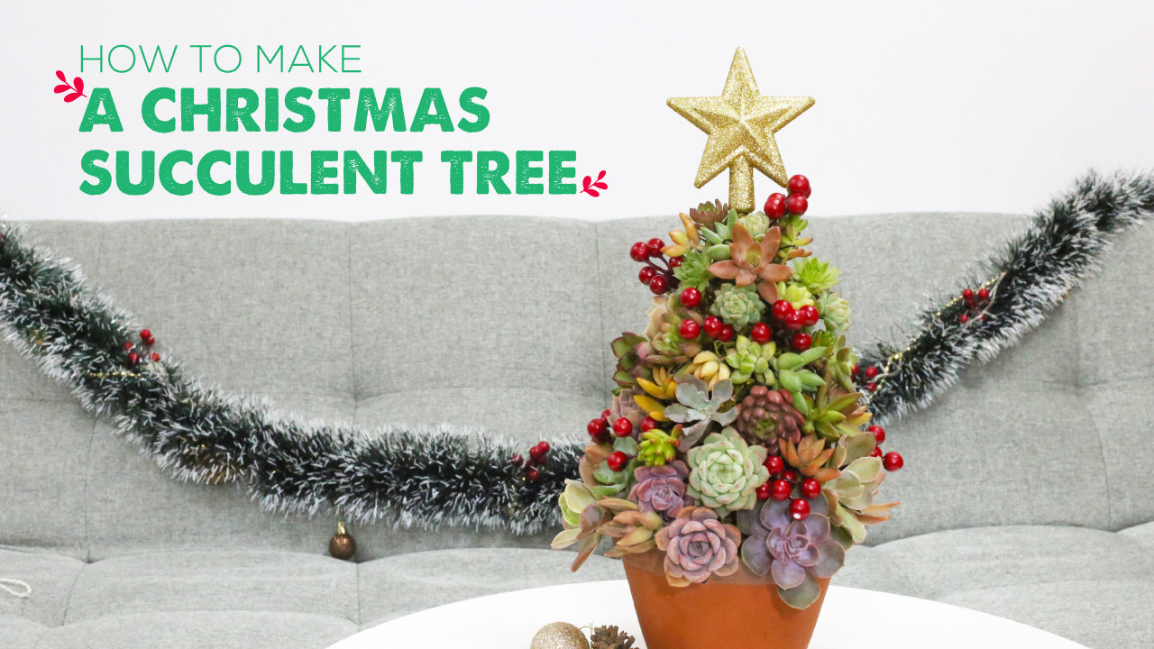 How to Make a Succulent Christmas Tree Centerpiece, How to Make a Living Succulent Tree, Succulent Christmas Tree Tutorial, DIY Mini Succulent Christmas Tree, Succulent Christmas Trees and Instructions DIY