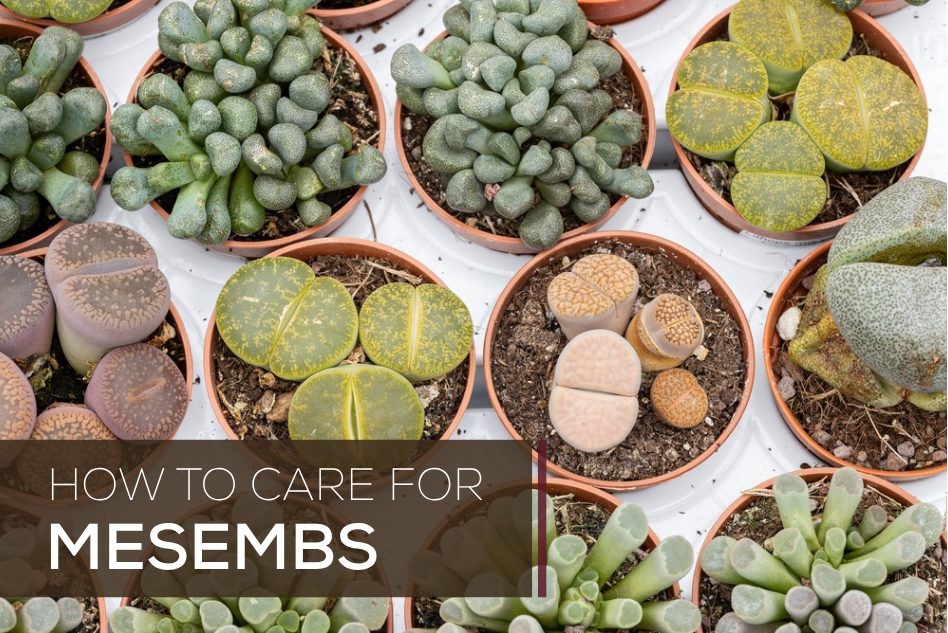 How To Care for Mesembs