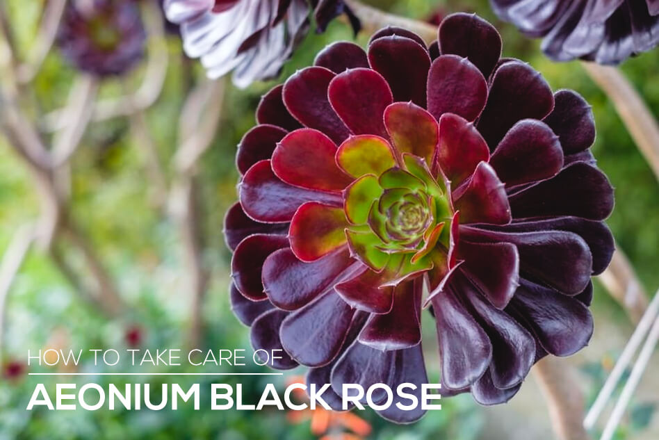 How to care for Aeonium Black Rose, How to care for Aeonium Arboreum Black Rose, Aeonium Black Rose indoors care guide, Black Rose succulent turning green