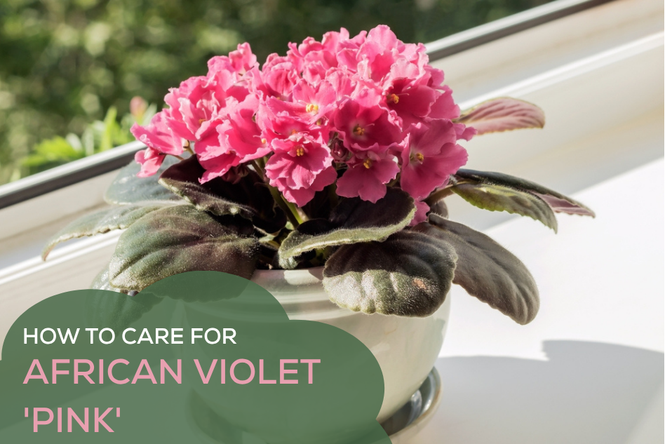 How to Care for African Violet 'Pink'