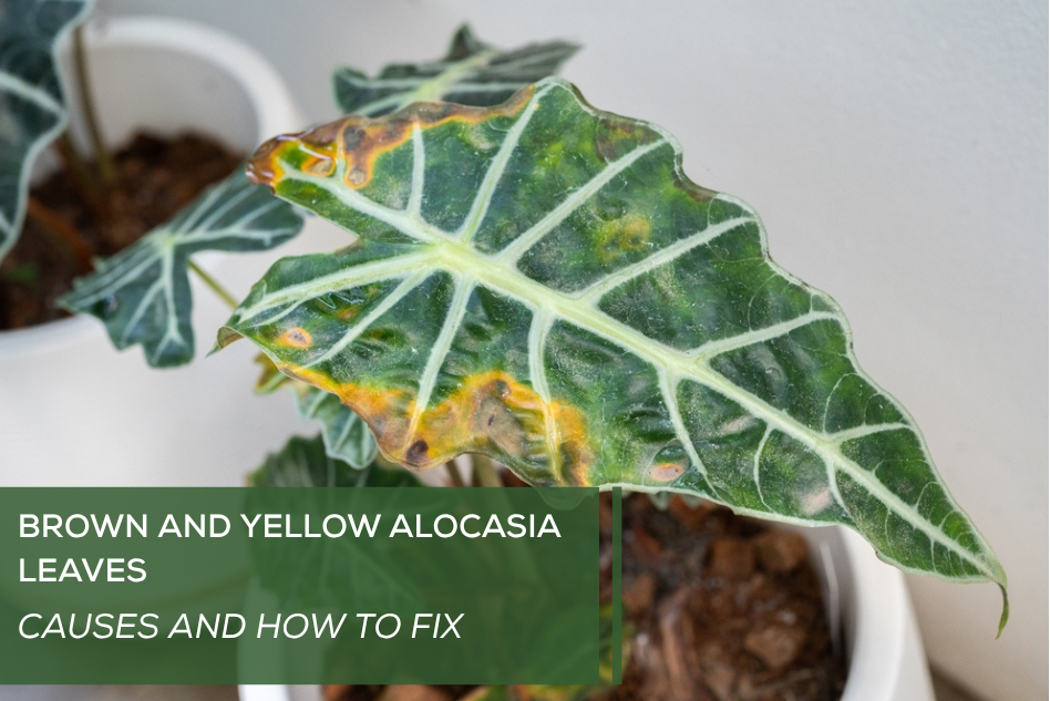 Brown and Yellow Alocasia Leaves: Causes and How to Fix
