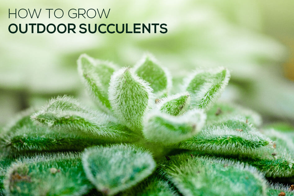 How to Grow Outdoor Succulents