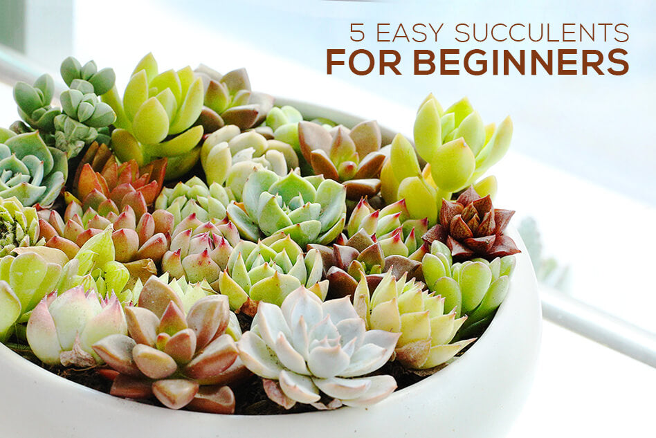 Best Succulents for beginners, Succulent Care Guide