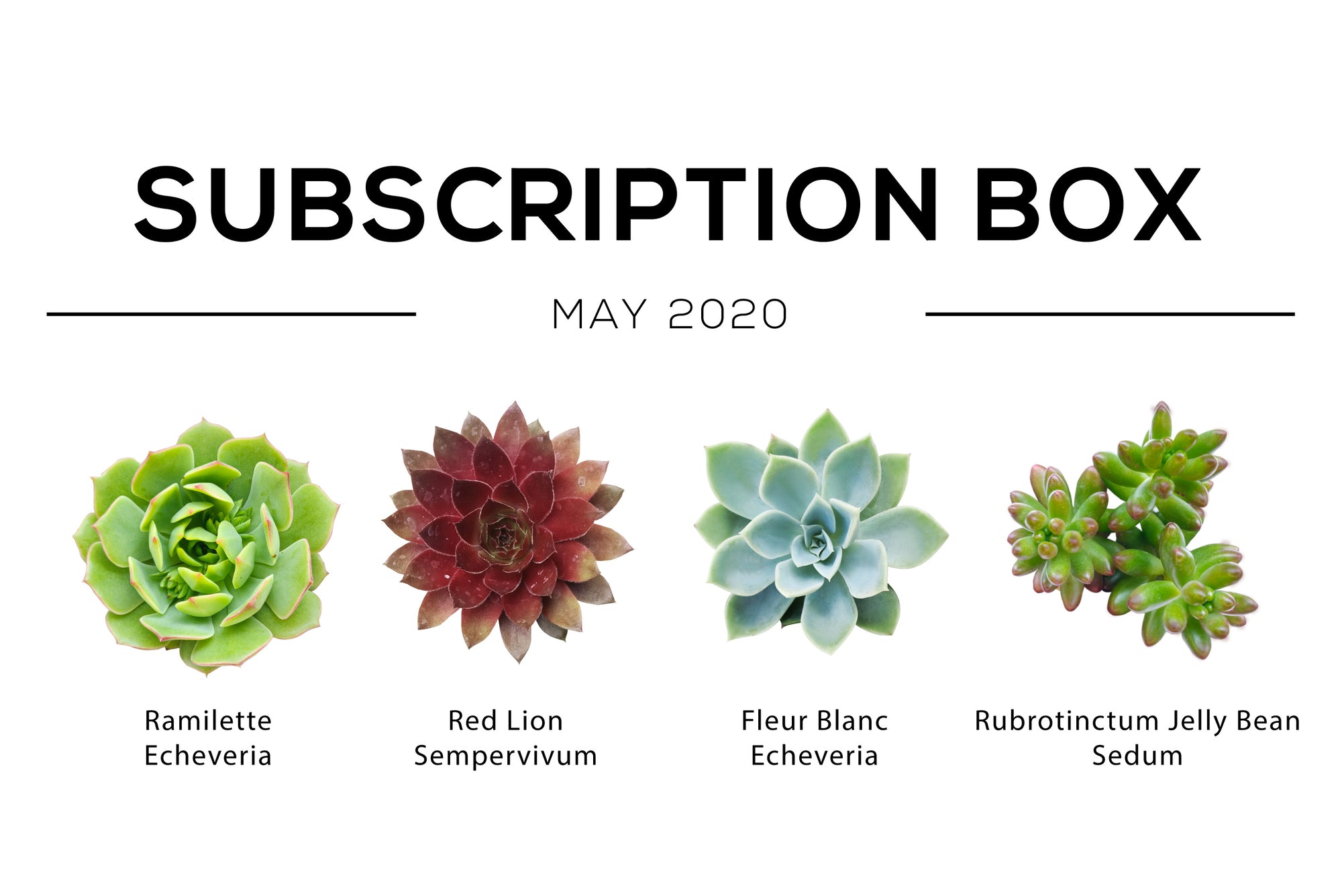 Succulents Subscription box monthly, Types of succulents, Succulents for sale, Succulent subscription gift monthly