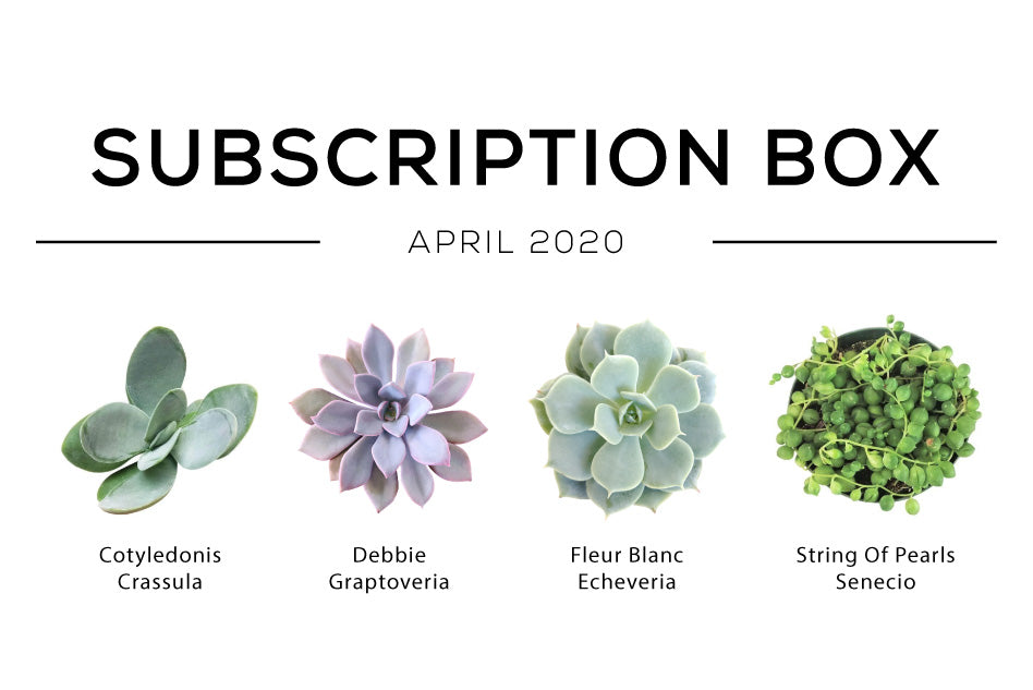 Succulents Box April Care Guide