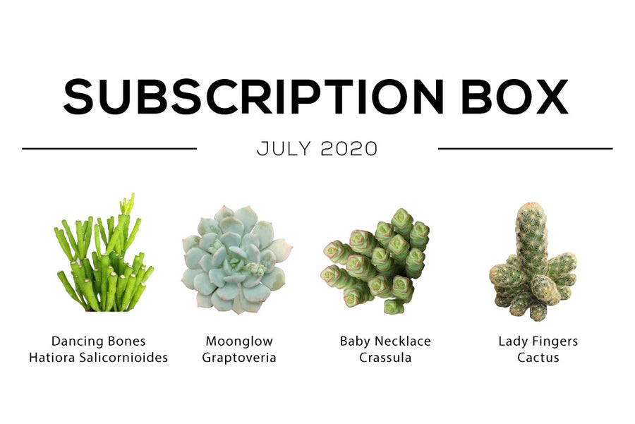 July 2020 Succulent Subscription Box Care Guide