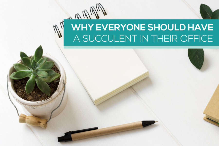 Why everyone should have a succulent in their office