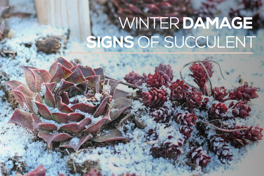 Winter damage signs of succulent, Succulent's popular problem