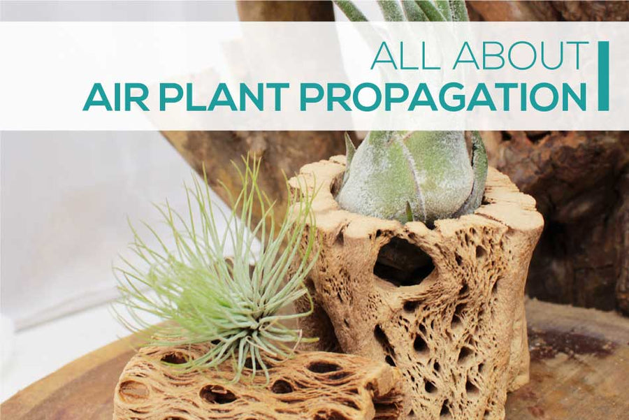 How to multiply your air plant collection fast and free