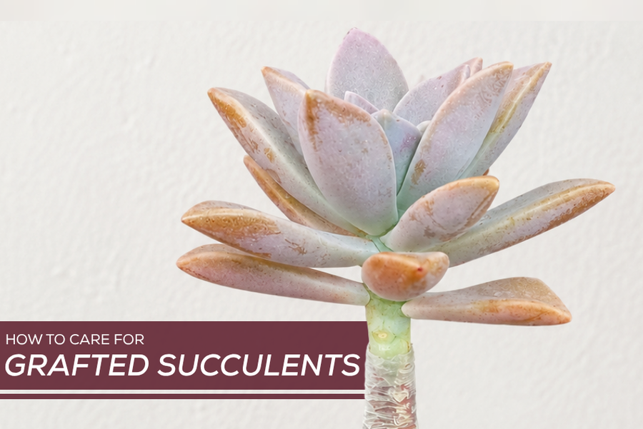 How to Care for Grafted Succulents