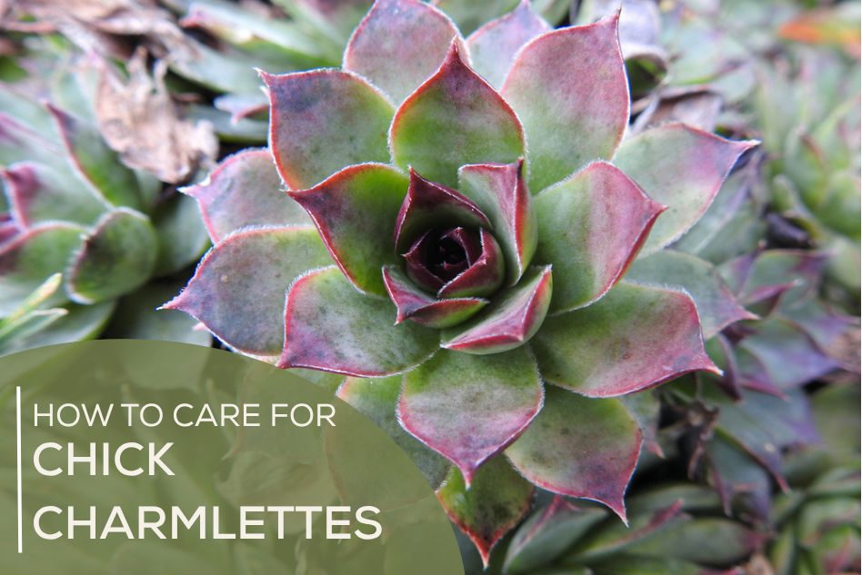 How to Care for Chick Charmlettes Succulents
