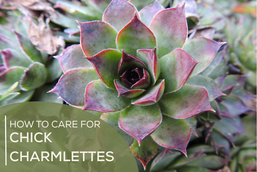 How to Care for Chick Charmlettes Succulents