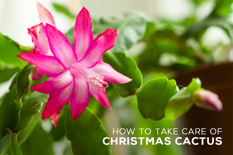 Tips for Growing Christmas Cactus Plant, Tips for Growing Christmas Cactus Plant, How to Care for Christmas Cactus Indoors, How to Care for a Christmas Cactus, Christmas Cactus Care, Christmas Cactus Temperature