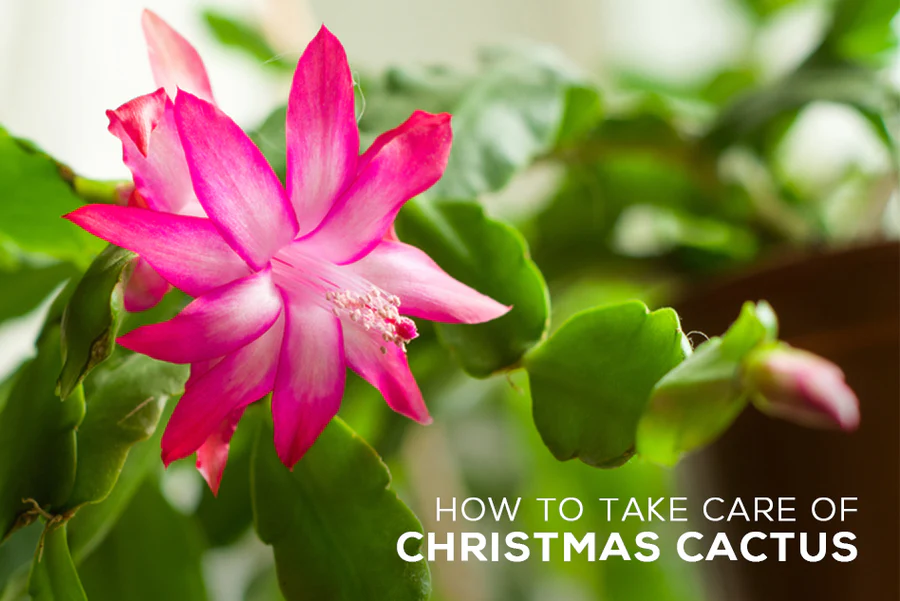 Tips for Growing Christmas Cactus Plant, Tips for Growing Christmas Cactus Plant, How to Care for Christmas Cactus Indoors, How to Care for a Christmas Cactus, Christmas Cactus Care, Christmas Cactus Temperature