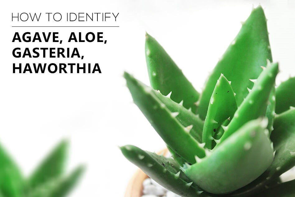 How to identify succulents: Agave, Aloe, Gasteria, Haworthia, Identifying types of succulents with pictures, Succulent Identification Chart, How to Identify Succulents, Types of Succulents With Their Picture and Name
