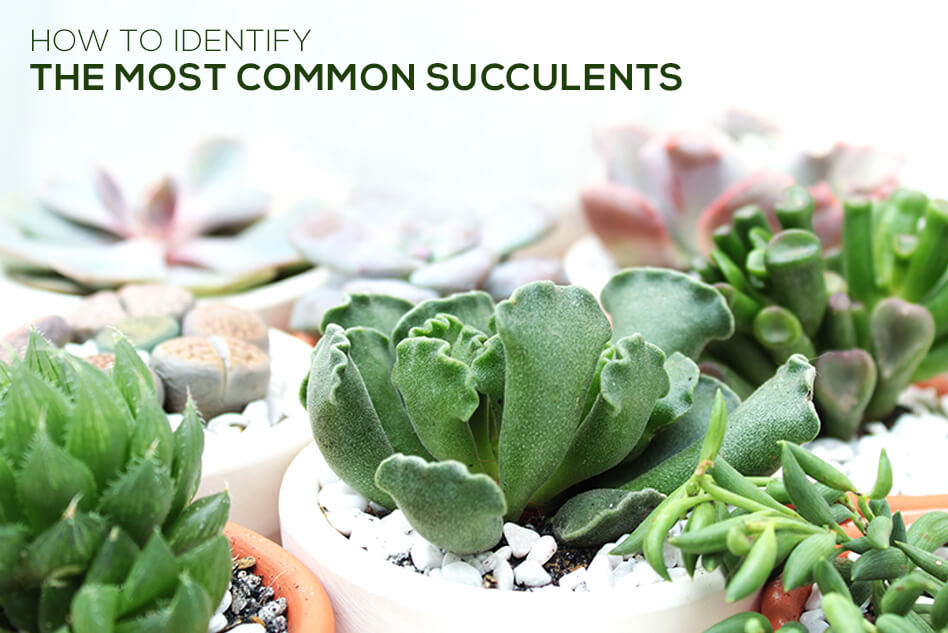 How to identify the most common succulents