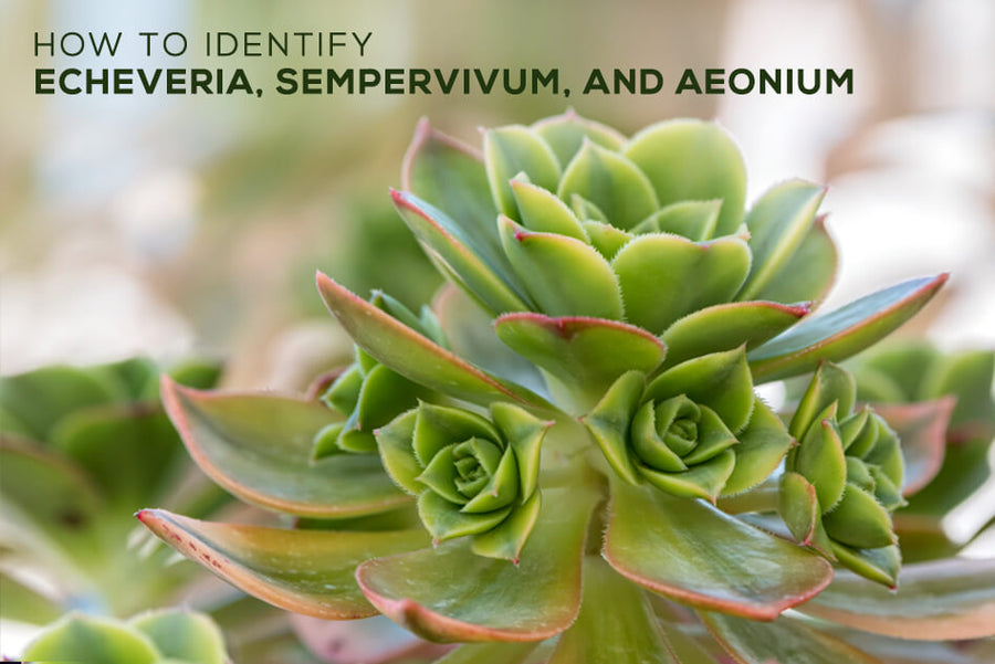 How to identify succulents: Echeveria, Sempervivum and Aeonium