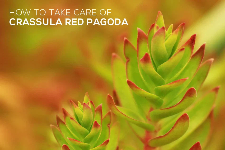 How to Grow and Care for Crassula Red Pagoda Plant