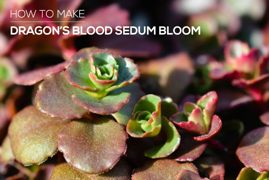 How to Make Dragon’s Blood Sedum Bloom, How to Care for Dragon’s Blood Sedum Succulent