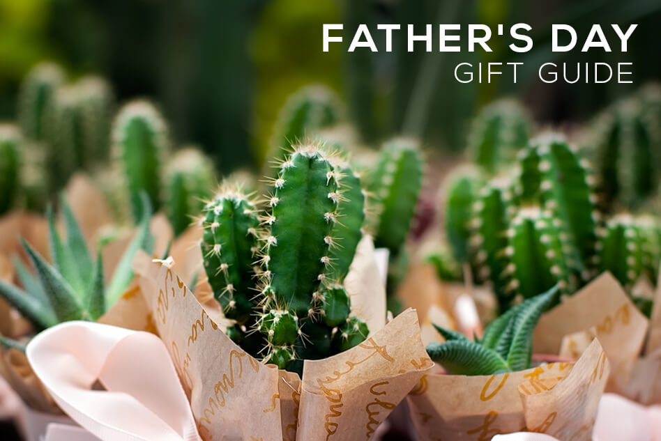 Succulents for Father's Day Gift Guide, Father's Day Succulent, Succulent for Father's day, Succulents for Dad, Types of Succulents for Father's day