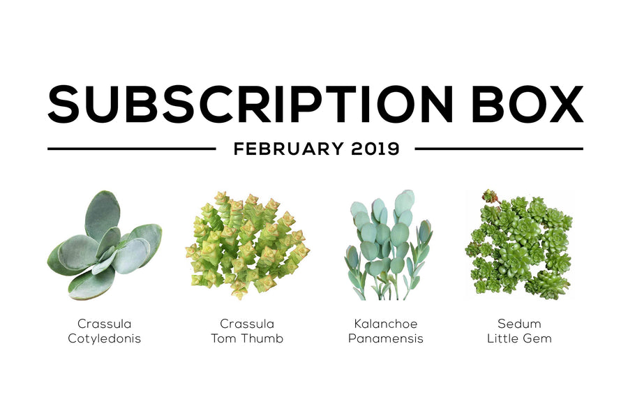 Succulents Box February 2019 Succulent Subscription Box