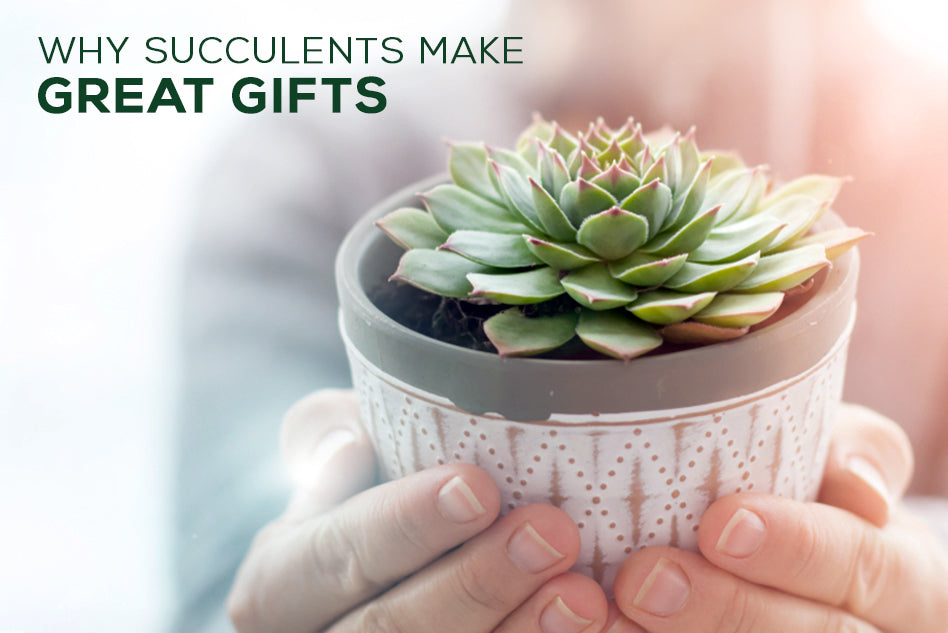 Why succulents make for great gift, Are succulents good gift, Succulent gift ideas