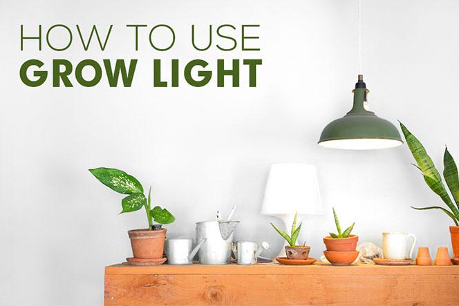 The right way to use grow lights with your house plants