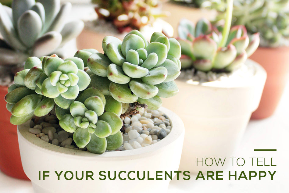 How to Tell If Your Succulents Are Happy, How to care for succulents, Succulents Care Guide, How to grow Succulents