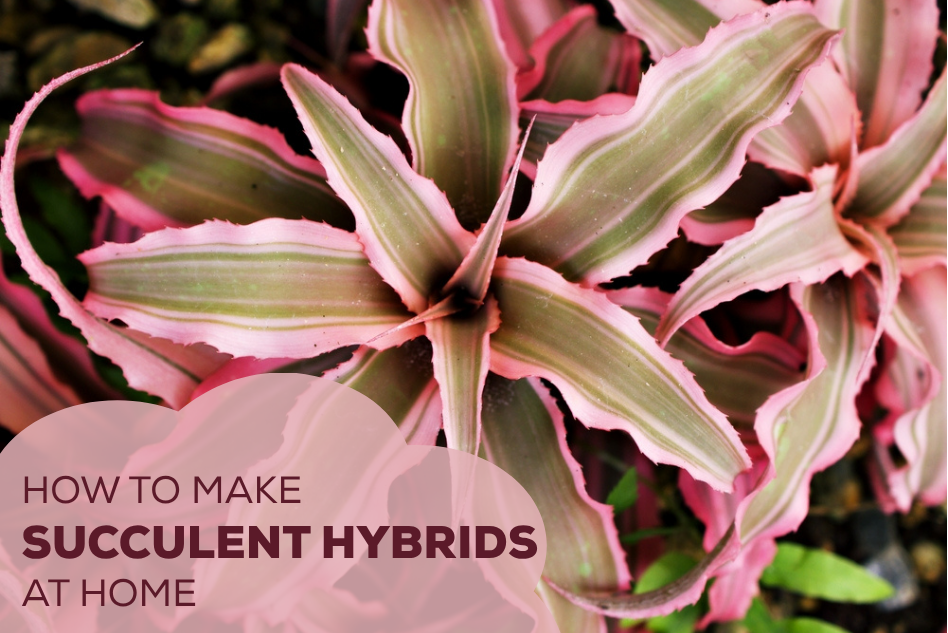 How to Make Succulent Hybrids at Home