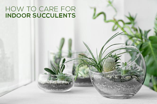 How to grow and care for your indoor succulents, Indoor succulent care for beginners, Tips for growing indoor succulents