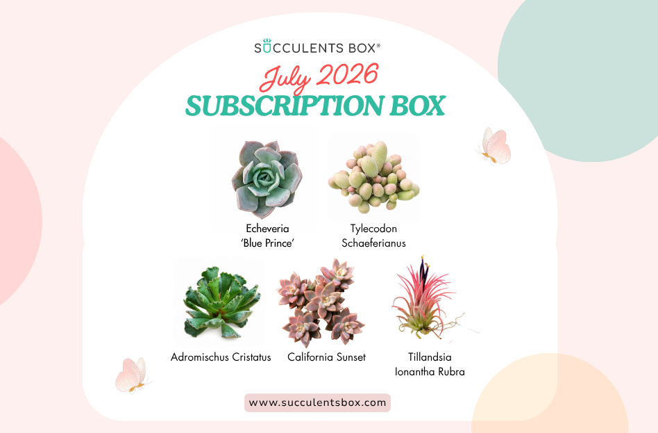 JULY 2026 SUCCULENT SUBSCRIPTION BOX CARE GUIDE