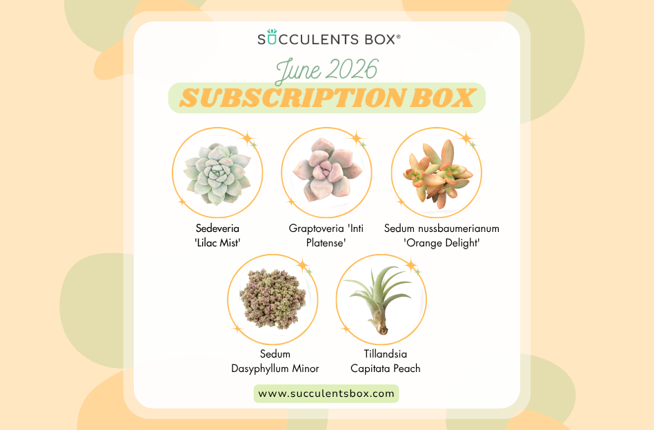 JUNE 2026 SUCCULENT SUBSCRIPTION BOX CARE GUIDE
