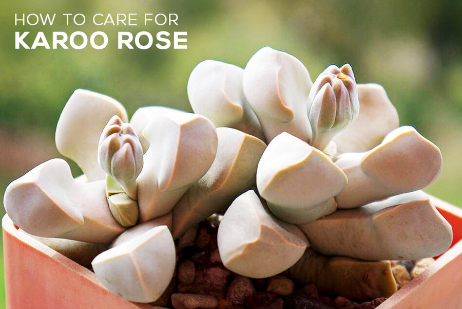 How To Care For Karoo Rose, Tips for Growing Karoo Rose Lapidaria Margaretae Succulent