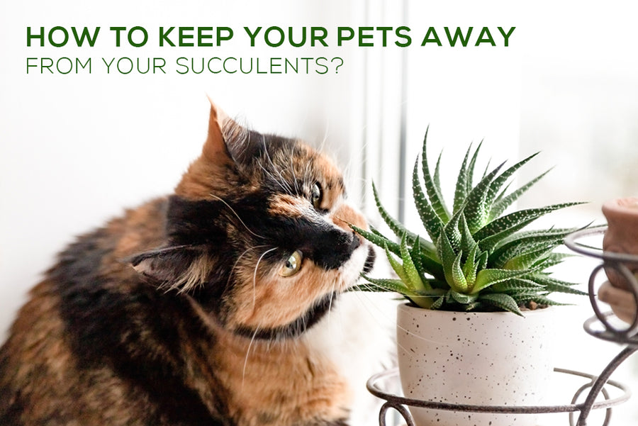 How to Keep Your Pets away from Your Succulents - Succulents Box