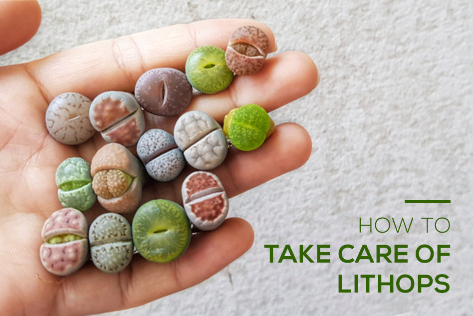 How to take care of Lithops Living Stone Succulent, Tips for growing Lithops plant, Lithops care guide