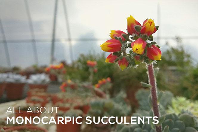 All about Monocarpic Succulents