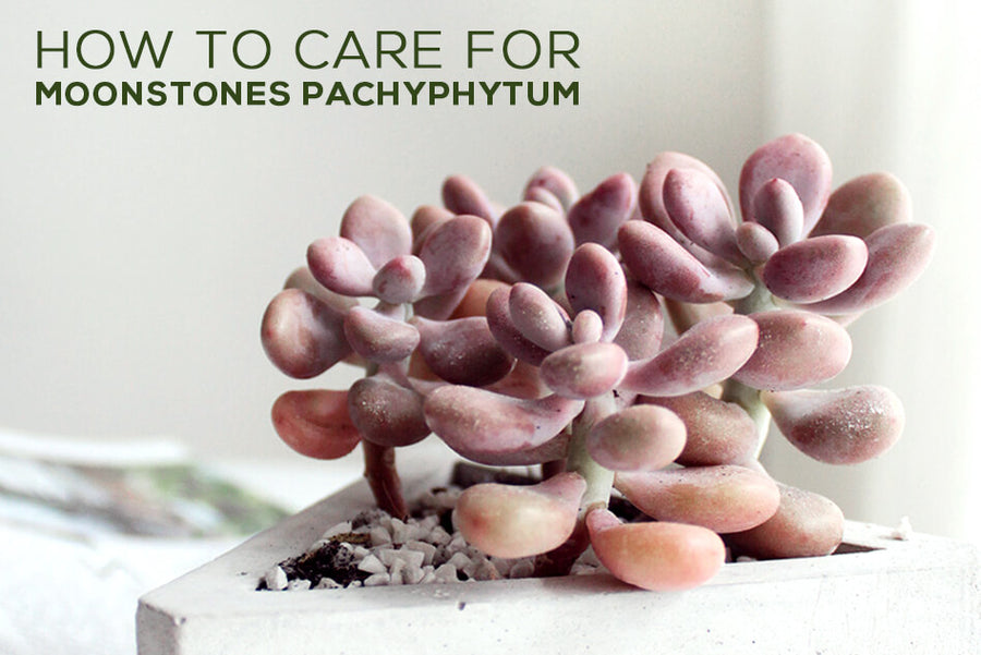 How to care for Moonstones Pachyphytum, Moonstones Succulent Care Guide