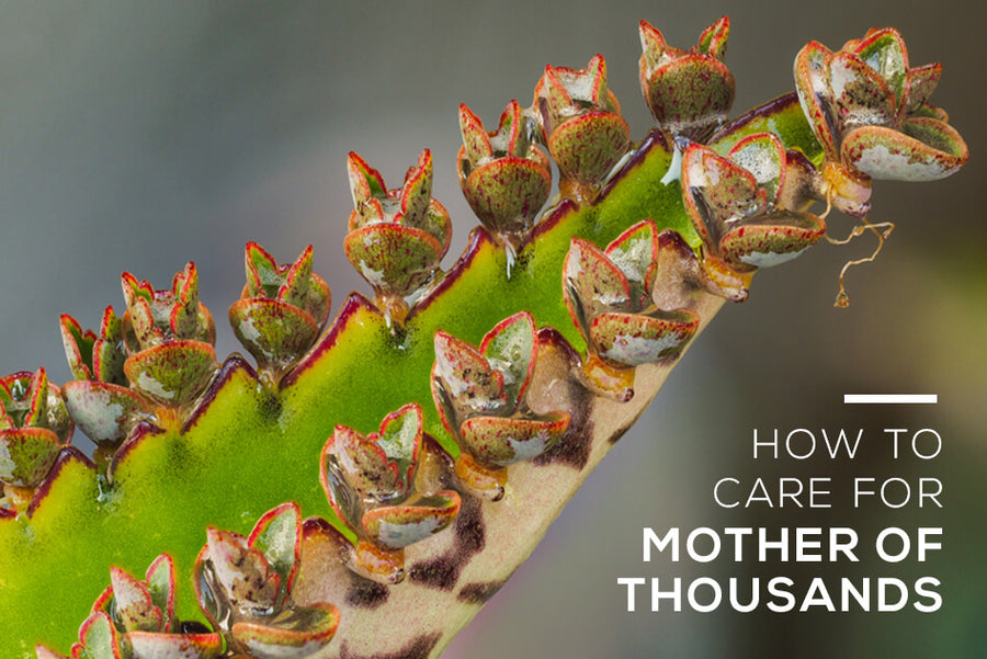 How to Grow and Care for Mother Of Thousands Kalanchoe Succulent
