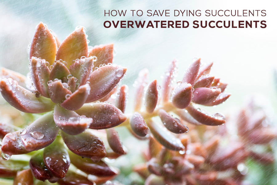 How to save dying succulents, Overwatered Succulents,  Signs of underwatered succulents, Underwatered vs overwatered succulent