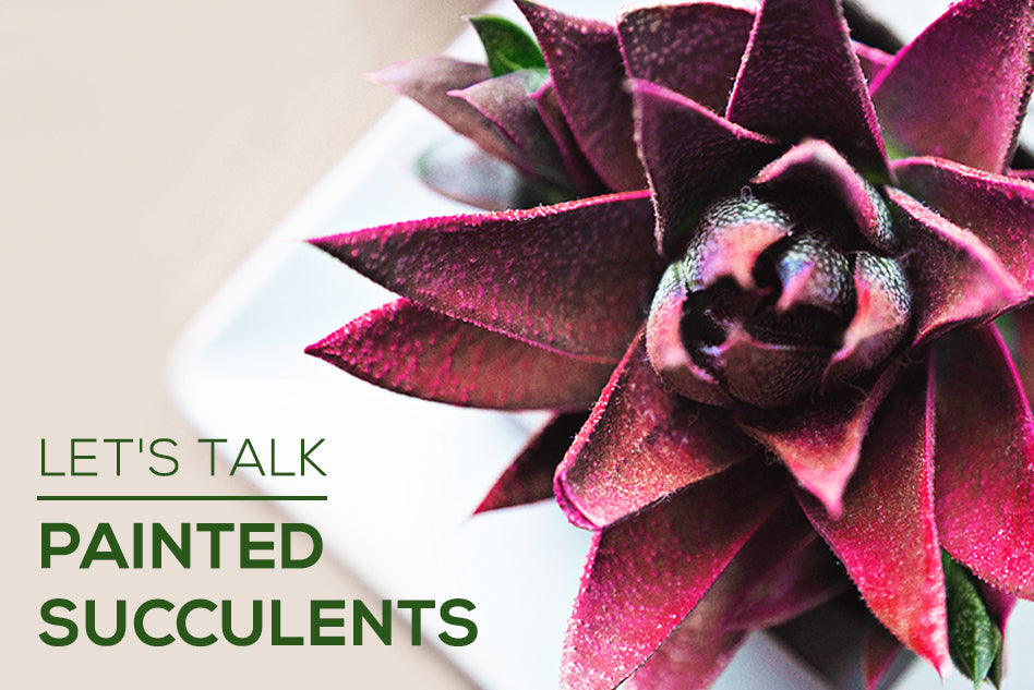 Painted Succulents - Trendy or Harmful