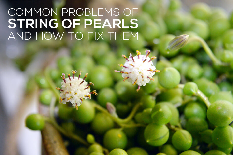 Common problems of String of Pearls and how to fix them, Underwatered string of pearls, Picture of overwatered string of pearls, String of pearls plant dying, Common problems with string of pearls plant, How to save overwatered string of pearls