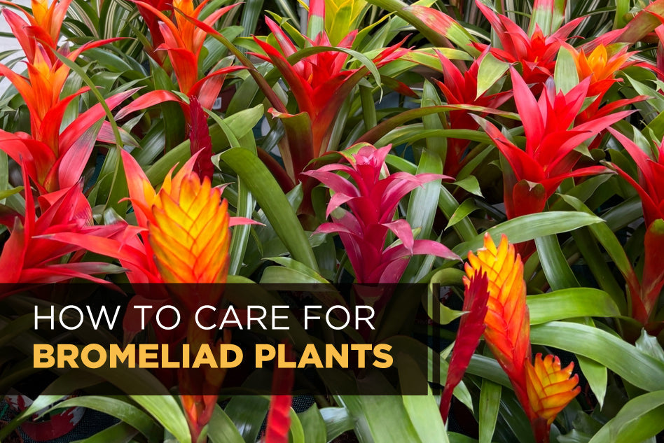 How to Care for Bromeliad Plants