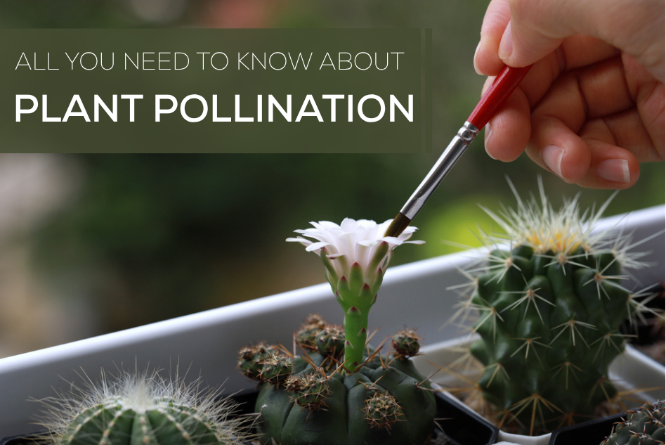 All You Need to Know About Plant Pollination