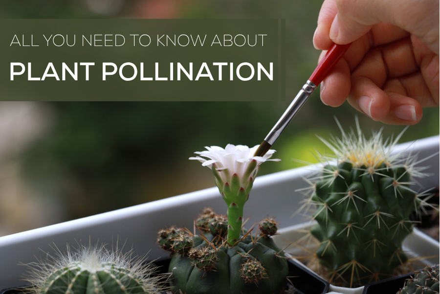 All You Need to Know About Plant Pollination