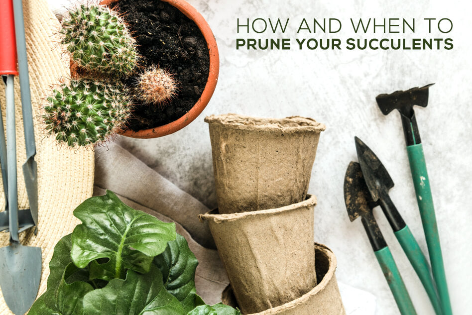 How and When to Prune Your Succulents